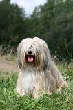 TERRIER DU TIBET 353